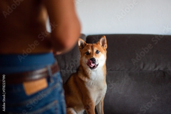 Fototapeta Shiba Inu Dog Licking Lips While Looking at Owner
