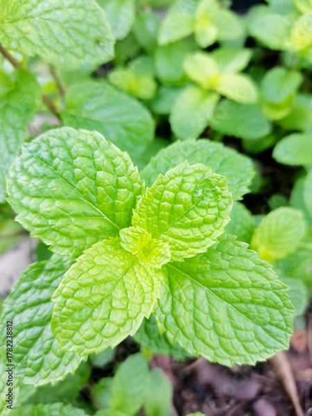 Obraz mint leaves on a green background