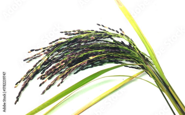 Obraz black sticky rice