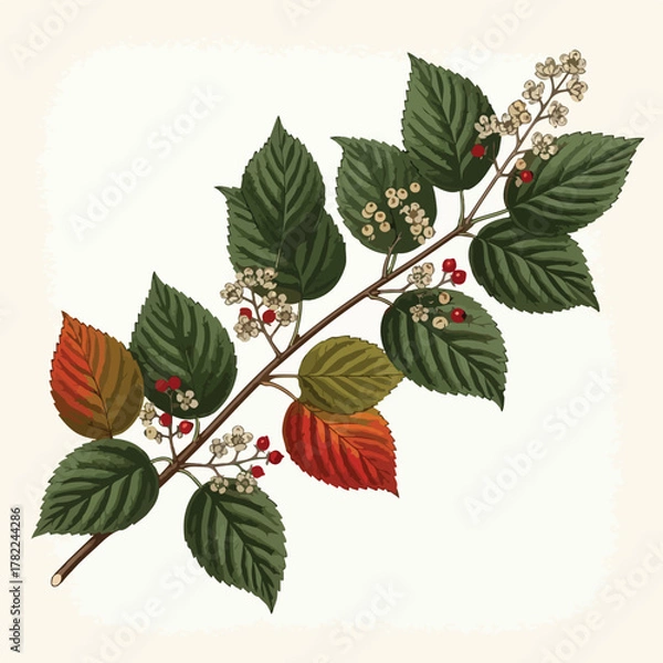 Fototapeta Vector Botanical Illustration of Berry Branch with Green and Autumnal Red Leaves in Modern Organic Style
