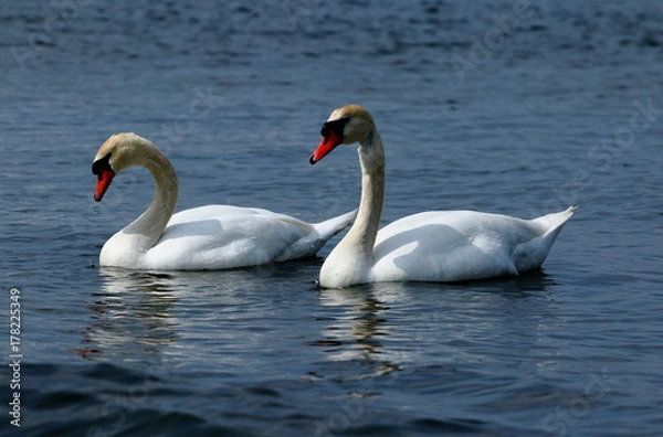 Obraz Swans-states