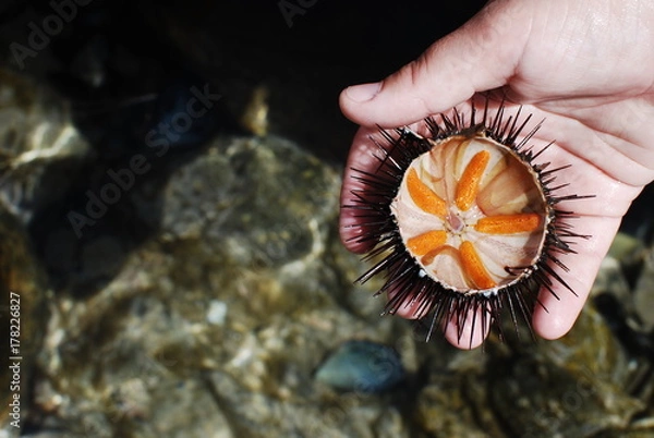 Obraz Il riccio di mare