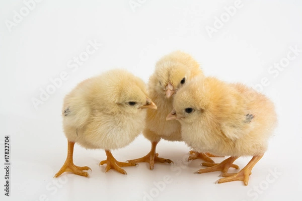 Obraz three cute chicks