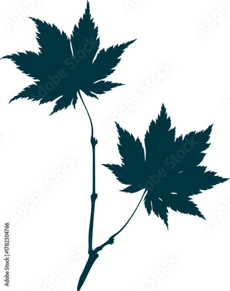 Fototapeta Hand-drawn two maple leaves silhouette isolated on white background. Flat style vector illustration. 