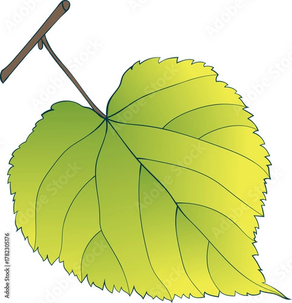 Fototapeta Hand-drawn single green-yellow linden leaf on transparent background. Flat style autumn vector illustration. 