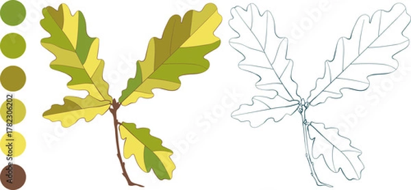 Fototapeta Set of hand-drawn green-yellow colored autumn oak leaves brunch isolated on white background. Flat and line styles vector illustrations.