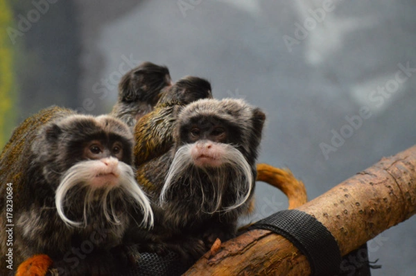 Fototapeta Emperor Tamarins
