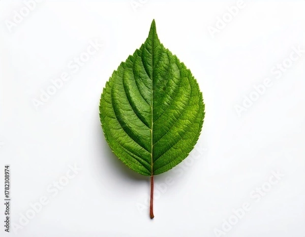 Obraz Close Up Studio Shot of a Vibrant Green Leaf with Detailed Veins and Natural Shine Isolated on a Crisp White Background Creates a Fresh Aesthetic