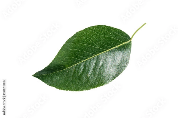 Obraz tree leaf