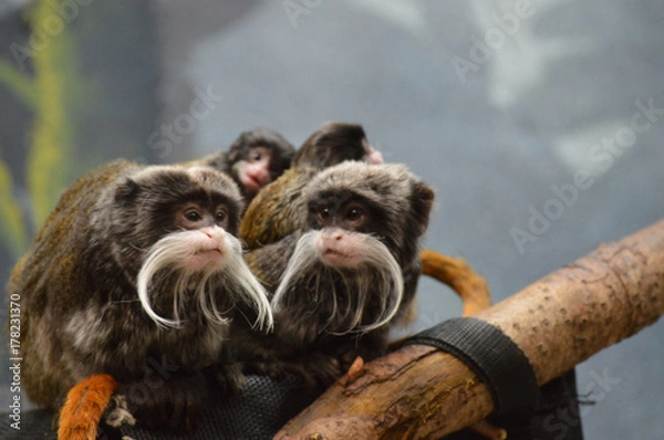 Fototapeta Emperor Tamarins