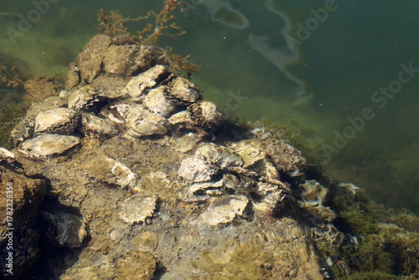 Fototapeta Shells on rocks along the seashore