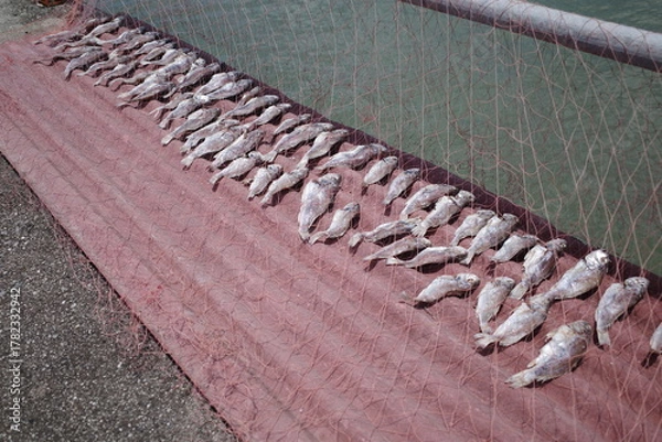 Fototapeta Salted fish being dried in the sun next to the sea in Asia