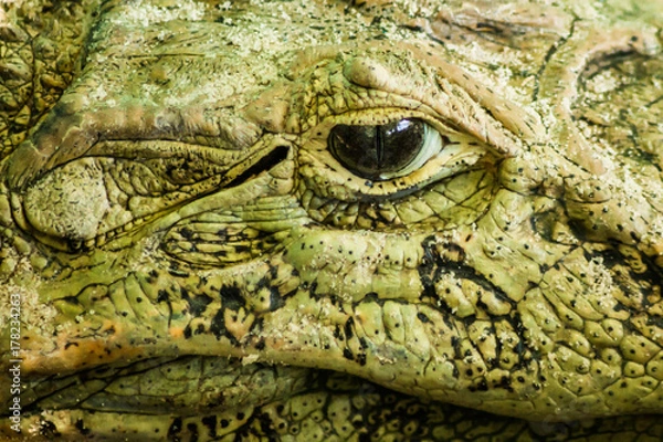Obraz Broad-Snouted Caiman 2
