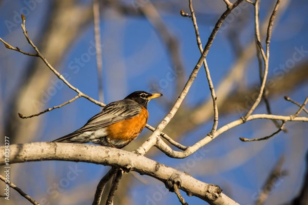 Fototapeta American Robin