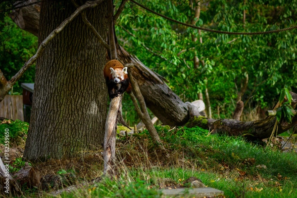 Fototapeta Red panda climbing down a tree in the forest