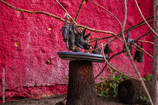Fototapeta Flying fox bats with a red wall in the background at the zoo