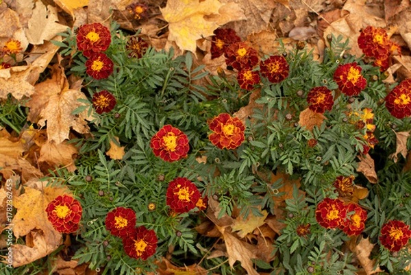 Fototapeta Top view of a bush of a marigolds