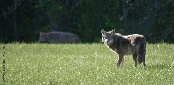 Obraz Coyote in suburban setting