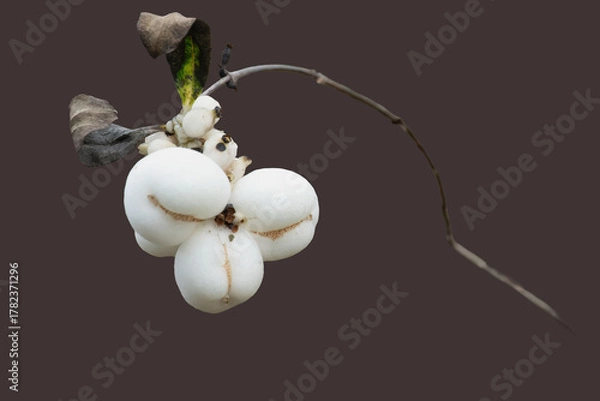 Fototapeta A cluster of white snowberries on a bare branch. 