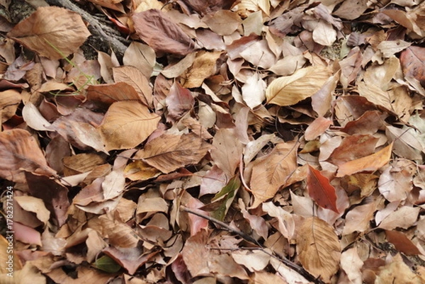 Obraz 日本の秋の風景：道端の落葉