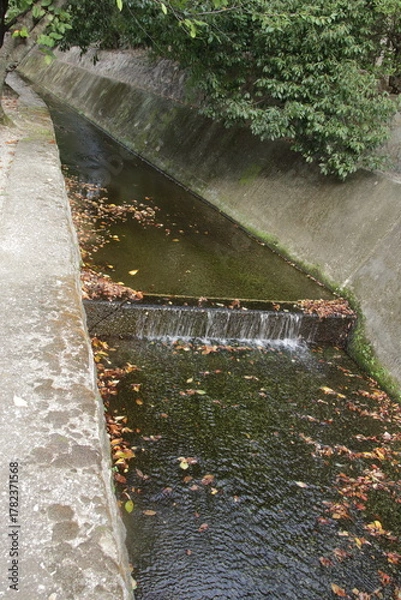 Obraz 落ち葉が浮いている秋の住宅街を流れる小川