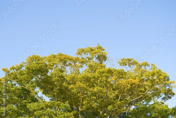 Fototapeta 木　素材