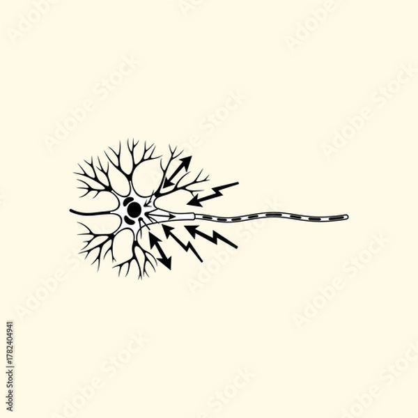 Fototapeta Organ Systems in the Human Body: Types, Parts, and Functions