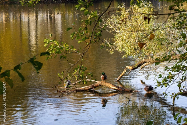 Obraz ducks in the lake