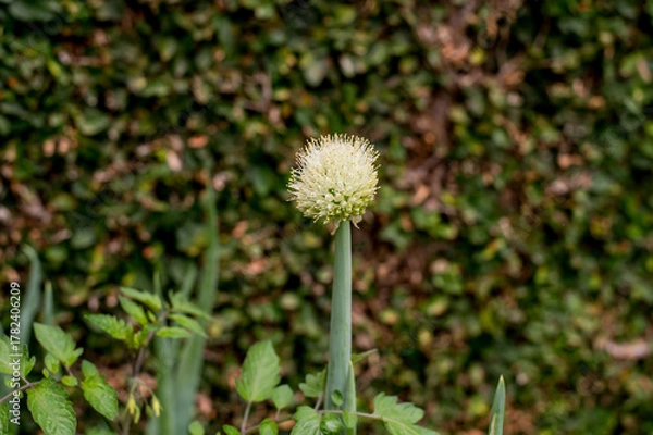 Obraz Green onion spice flower (Allium schoenoprasum)