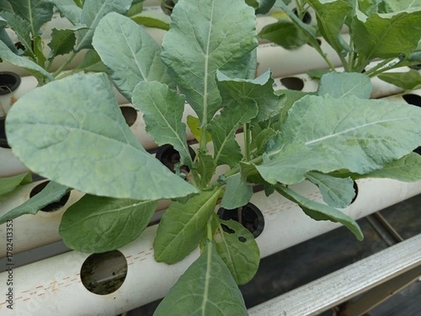 Obraz fig tree in the garden