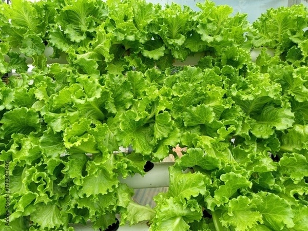 Obraz lettuce in the garden