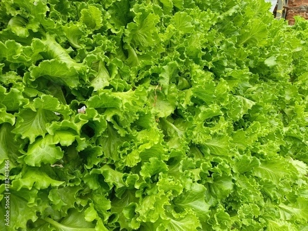 Fototapeta fresh green lettuce