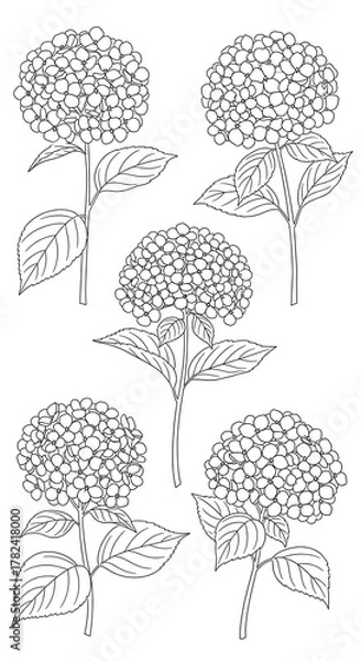 Fototapeta Hydrangea Flowers Line Art - Botanical Illustration for Coloring and Design.