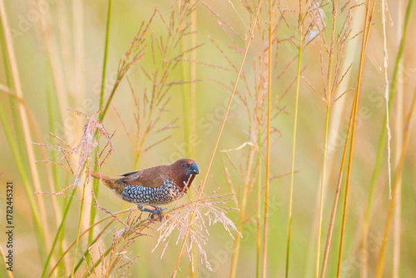 Obraz Scaly breasted munia