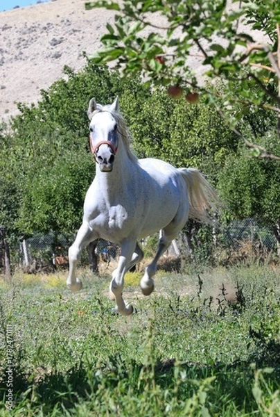Obraz white hors on green grass