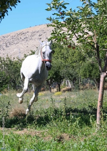 Obraz white horse in the field