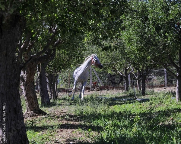 Obraz hors running in park