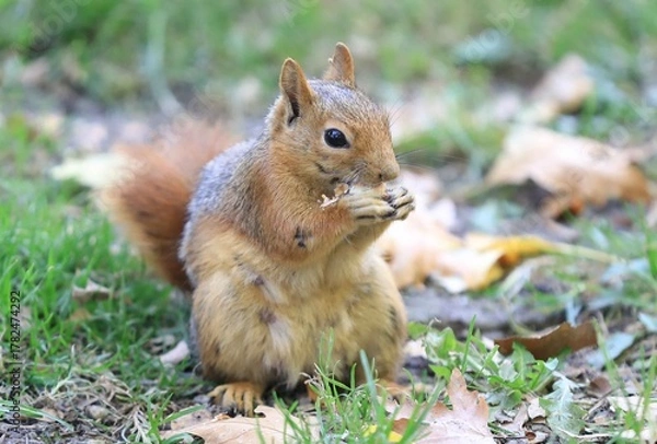 Obraz squirrel in the park