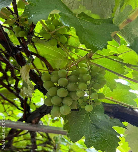 Fototapeta Bela  videira carregada dom frutos de uva ainda verde