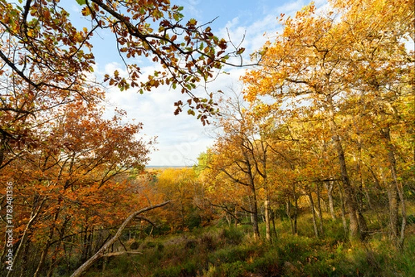 Obraz Point of view of the Arbonne Camp in Fontainebleau forest