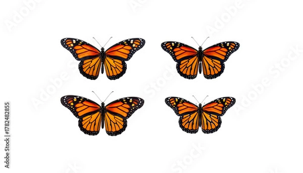 Obraz Colorful monarch butterflies fly in a summer garden close-up, isolated on white