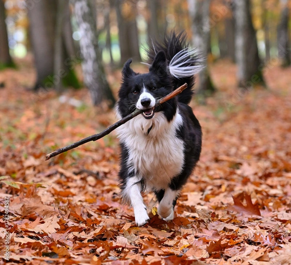 Obraz Pies Border collie w lesie