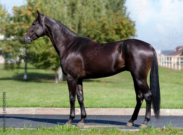 Obraz Black horse. A thoroughbred horse of the Oryol Trotter breed. Harness racing. Trotting horse race. Side view. In full growth