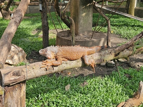 Obraz Iguana in the zoo