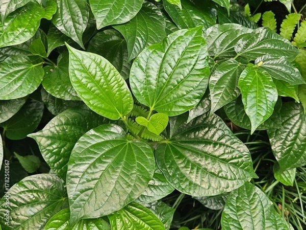 Obraz Piper sarmentosum