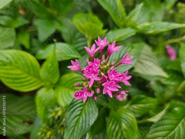 Obraz Pentas flowers