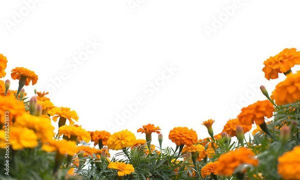 Obraz Abundant marigold flowers create a vibrant border against a transparent background, perfect for use as a decorative frame or overlay in design projects