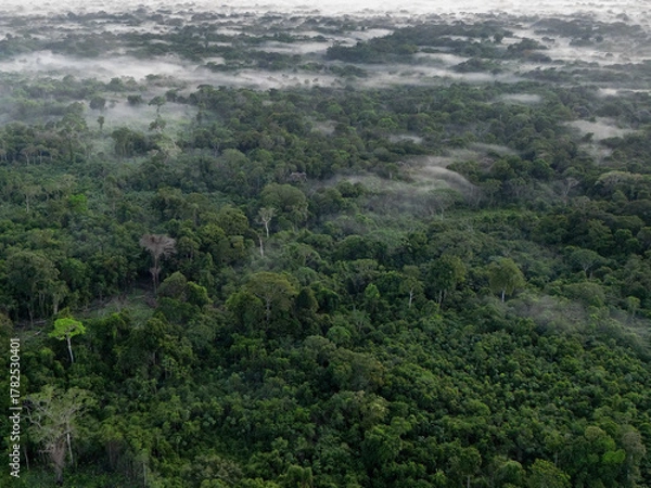 Obraz river fly amazon