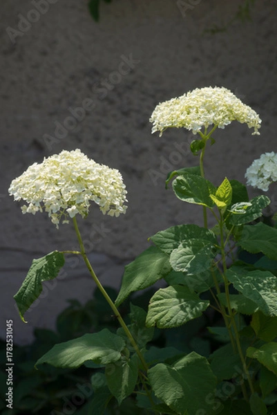Obraz Garden hydrangea (Hydrangea macrophylla).