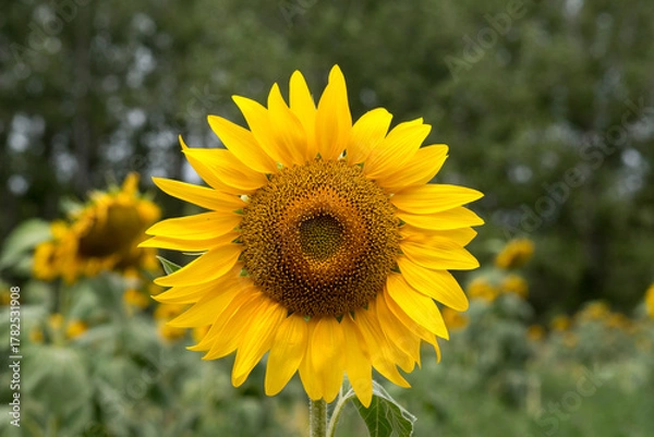Obraz Sunflower (Helianthus annuus).